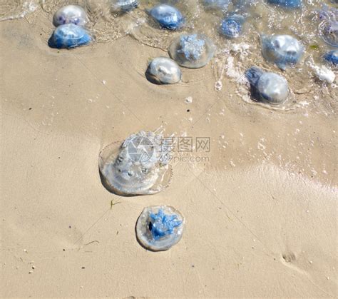 乌克兰黑海岸许多水母生死在乌克兰高清图片下载-正版图片307099601-摄图网