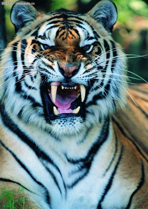 老虎凶猛自然动物猛兽摄影图配图高清摄影大图-千库网