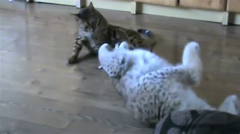 家猫和猞猁一起玩耍打闹，猫咪真不是对手！_腾讯视频