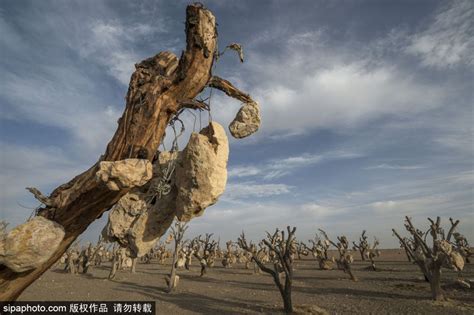 独特的艺术？伊朗石头公园树木挂石块阴森恐怖_国际新闻_海峡网