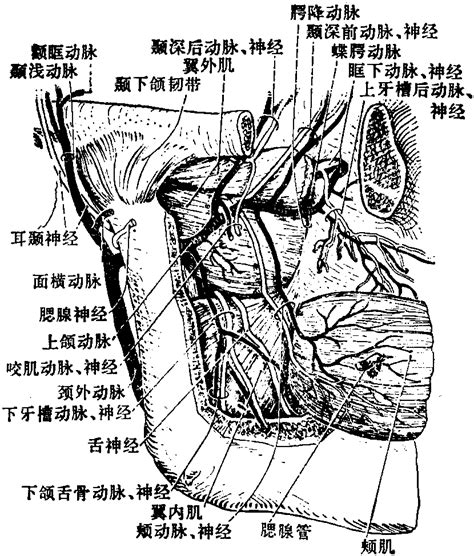 颞动脉位置图片