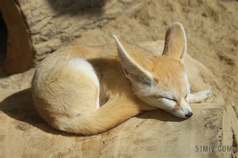 印度：沙漠狐，盐沼中的精灵(2)-国际环保在线