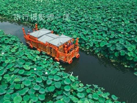 云梦江氏莲花莲花坞图片 云梦江氏莲花莲花坞图片
