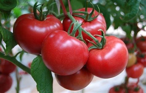 西红柿高清图片下载-正版图片500710633-摄图网