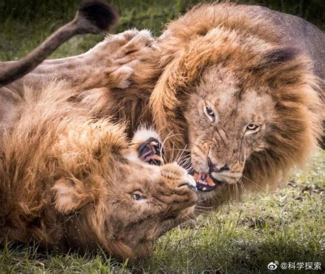 近亲繁殖的后果很严重，狮王又是如何对待自己狮群中的女儿？_雌狮_雄狮_精力