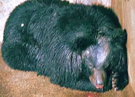 2002年，清华学子刘海洋用硫酸泼熊 ，21年后却成为中科院高级专家|黑熊|清华|专家_新浪新闻