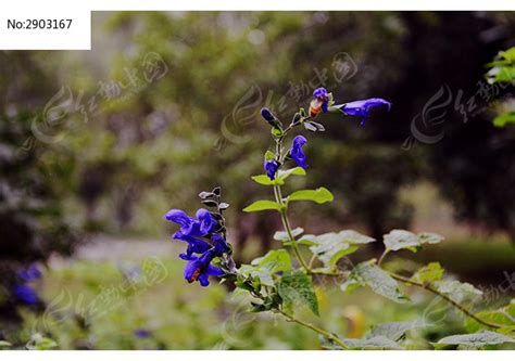 蓝色鸽子花（百部草、翠雀）和它的枝叶高清图片下载_红动中国