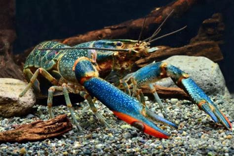 最大的淡水龙虾品种是什么-百度经验