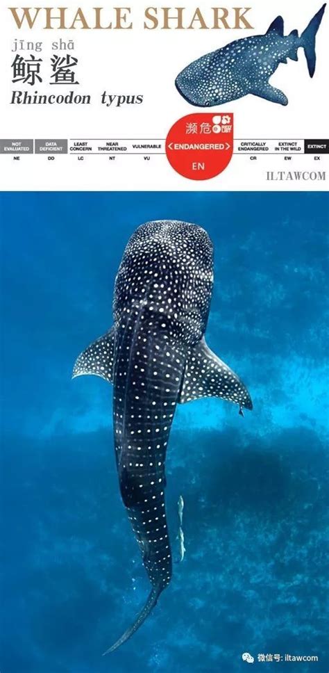 【图】鲸鲨与人类同游 摄影师拍摄震撼画面 第5页-ZOL高清频道