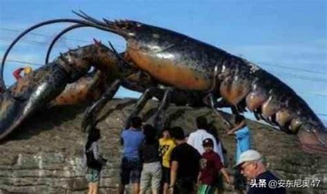 世界上最大的龙虾有多大（吉尼斯世界纪录最大的龙虾有多少米）-聚才发