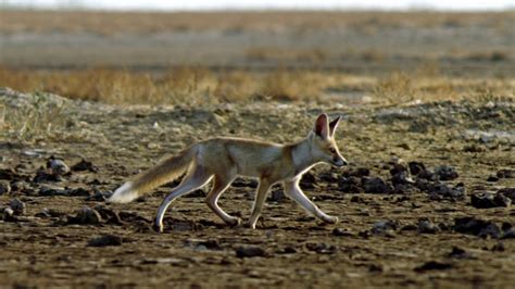 一只印度沙漠狐狸幼崽在沙漠景观中奔跑-跟随射击视频素材_ID:VCG42N1268679715-VCG.COM