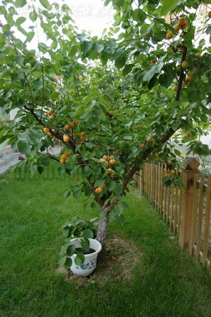 【杏树】-杏树批发报价-杏树种植养殖-秀花网