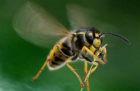 来自东亚的世界最大黄蜂进入美国，可颠覆其本土蜂类，被连夜清剿|美洲|大黄蜂|巢穴_新浪新闻