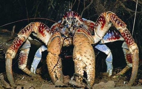世界上最大的螃蟹是什么蟹？ - 百科 - 酷钓鱼