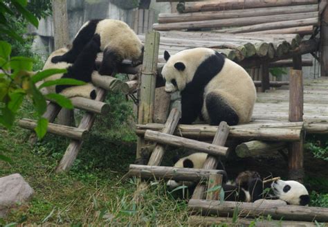 2024成都大熊猫繁育研究基地游玩攻略,直接刷二维码进景区了，不用...【去哪儿攻略】