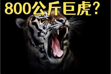 史上最强杂交动物是什么，狮虎兽(加强版的狮子老虎) — 久久经验网