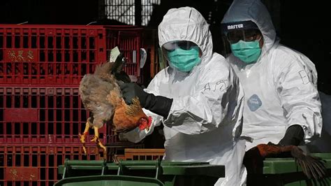 史上最严重的禽流感正席卷全球，上亿只家禽被扑杀，会传染人类吗