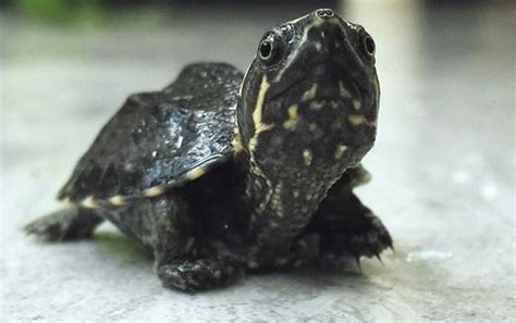 世界上最稀有的八大名龟，第一名想不到是它_巴拉排行榜
