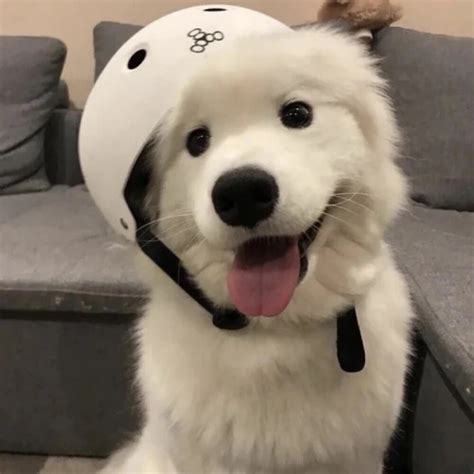 非主流头像兔子猫狗狗