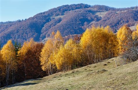 在山坡上树着黄色的秋山峰风景高清图片下载-正版图片306962553-摄图网