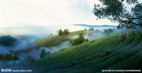 华源茶业立体生态茶园示例展示_中国核心产地高山茶园基地-华源茶业