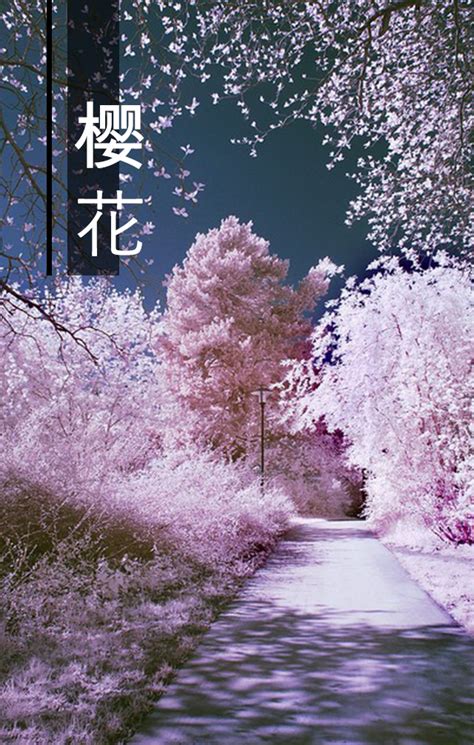 中岛美嘉樱花纷飞时歌词-学在东经-东经日语