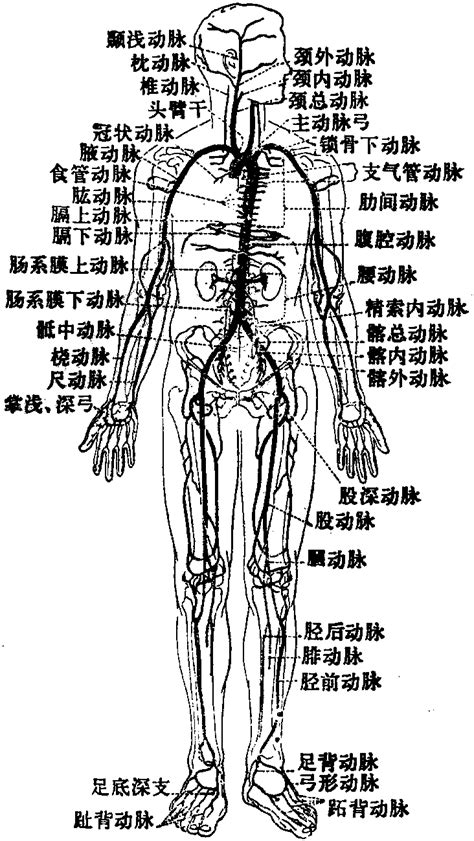 人体大动脉分布图图片