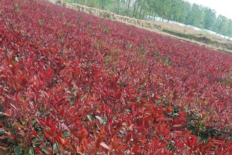 红叶石楠种植方法，附价格介绍 - 农敢网