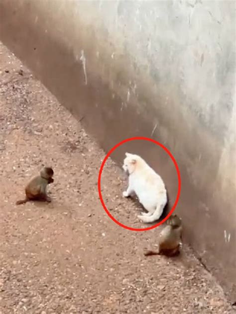 猫咪和猴子图片