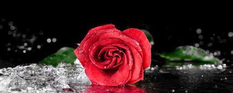 玫瑰花的花语和寓意是什么 玫瑰花代表了什么意思_知秀网
