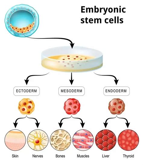关于我们 / 干细胞简介-天津博纳戈恩生物科技有限公司