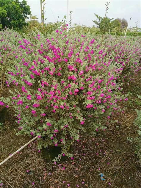 玉芙蓉图片