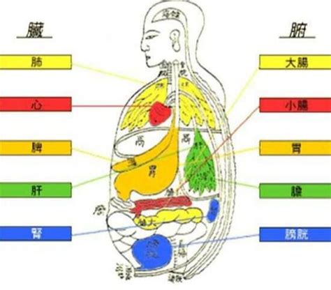 五脏六腑的位置在哪，五脏六腑的功能介绍(附详细五脏六腑图)_人生下载