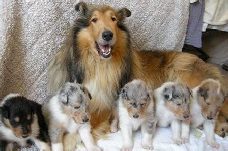10大最适合新手饲养的狗狗（六）：苏格兰牧羊犬|苏格兰|牧羊犬|狗狗_新浪新闻