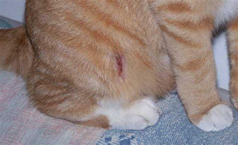 被猫抓伤多少天过危险期（被猫抓伤正确处理方法） - 胖萌舍宠物网