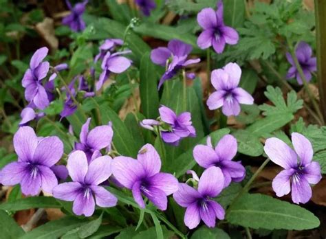 唯美紫花地丁如何养护？紫花地丁的养殖方法及注意事项-绿宝园林网