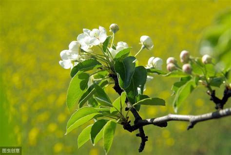 矿质营养对梨树生长发育有哪些作用？如何防治梨树缺素症？—【耕种帮种植网】