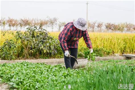 农民种植“懒人农作物”，3亩收入3000元，能赚多少钱？