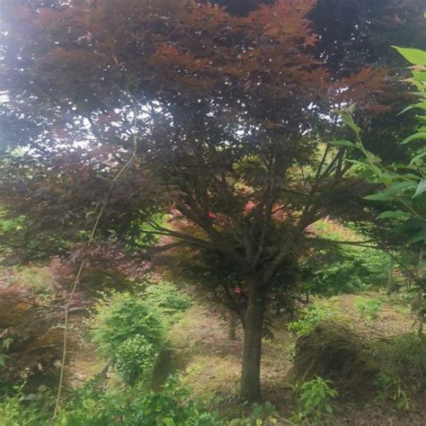 15公分红枫树多少钱一棵 浙江红枫树苗价格 - 花木网