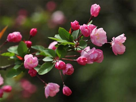 海棠花的象征寓意 海棠花的花语-绿宝园林网