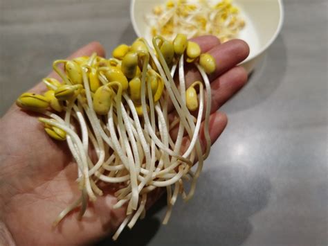豆芽罐家用新款生豆芽机小型麦饭石自动发芽盆豆芽菜无土种植神器-淘宝网