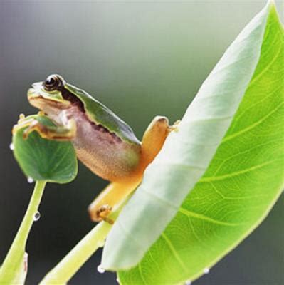 世界上最可爱的青蛙，体形肥硕受人喜爱，寿命高达16年！