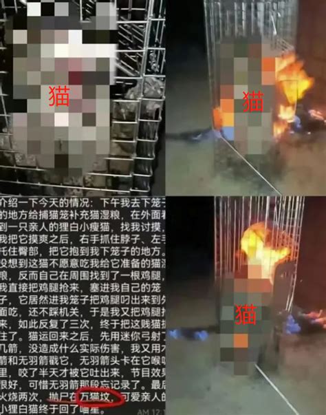 广东财大学生虐猫被人肉 场面血腥惊悚 - 每日更新 - 华西都市网新闻频道