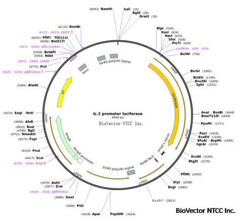 IL-2 promoter-luc白介素2启动子荧光报告质粒 BioVector NTCC质粒载体菌种细胞基因保藏中心 - Biovector ...