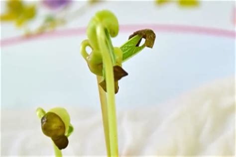 绿豆植株生长观察日记