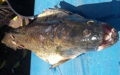 阿根廷渔民钓到三眼怪鱼 或是核污染所致(图)_科技_腾讯网