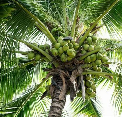 黄椰子的养殖方法和注意事项 - 花百科