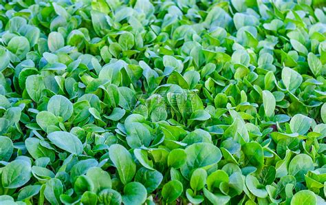小白菜的成熟周期是多久，如何无土栽培小白菜，出苗了应该如何护养 - 果百汇网
