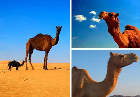 白色骆驼活体 小双峰骆驼 成年骆驼多少钱 一只骆驼的价格大概是多少