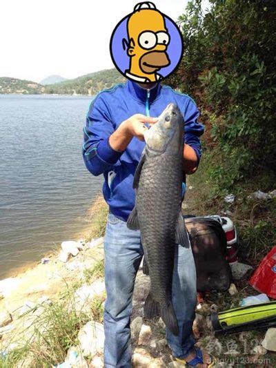 开捕啦！湖州渔民捕获3万斤青鱼，最大一条50多斤！
